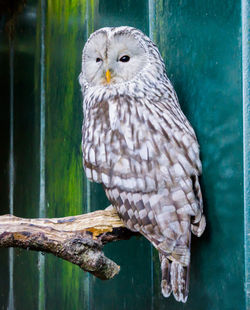 Close-up of owl perching on wooden post