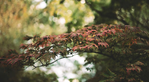 Low angle view of autumn leaves on branch