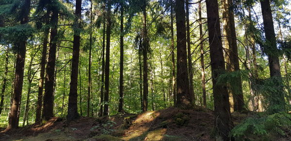 Trees growing in forest