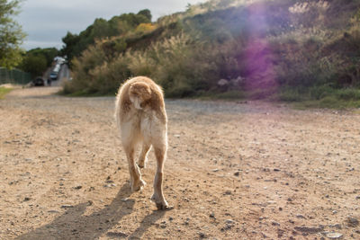 Dog standing in a field