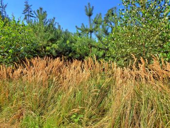 Scenic view of grassy field against blue sky