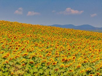 Scenic view of flowering plants on field against sky