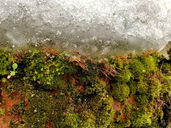Close-up of wet tree