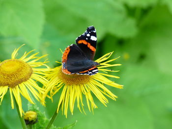 Close-up of butterfly pollinating on flower