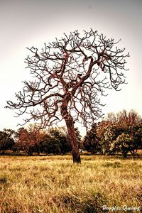 Bare tree on field against sky