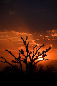 Plants at sunset