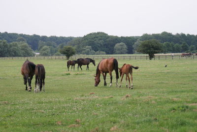 Horses grazing in a field