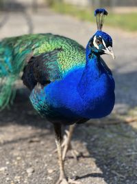 Close-up of peacock