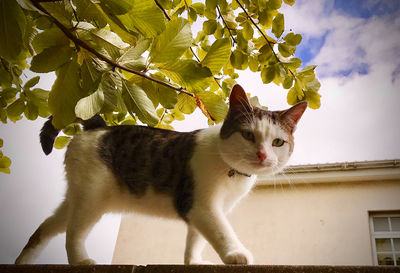 Close-up of cat against sky