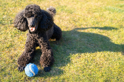 Black dog with ball on grass