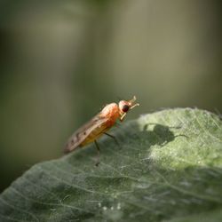 Close-up of insect