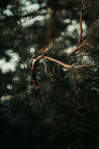 Close-up of pine tree branch