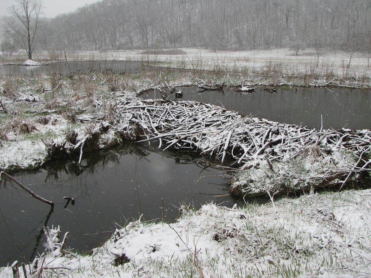 Snowy field