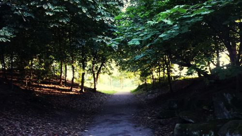 Footpath amidst trees in forest
