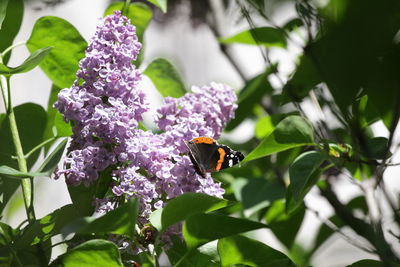 Close-up of bee pollinating on purple flower