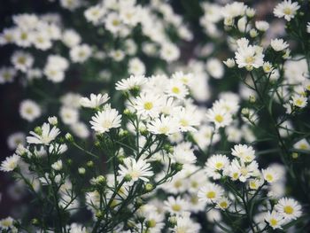 Close-up of white daisy flowers on field