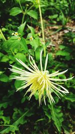 Close-up of flowers