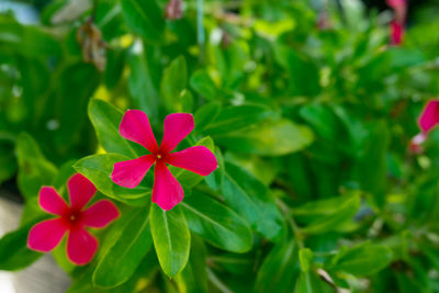 Close-up of pink flowering plant