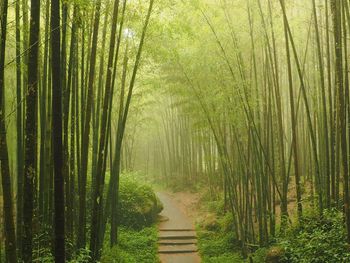 View of bamboo trees in forest