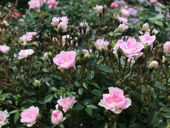 Close-up of pink flowering plants in garden