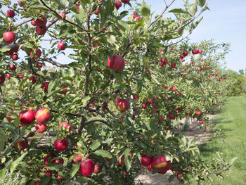 Close-up of red berries on tree