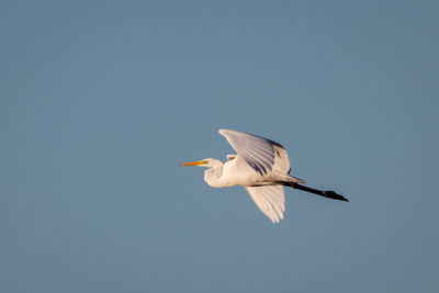 Low angle view of bird flying in sky