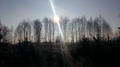 Trees against sky