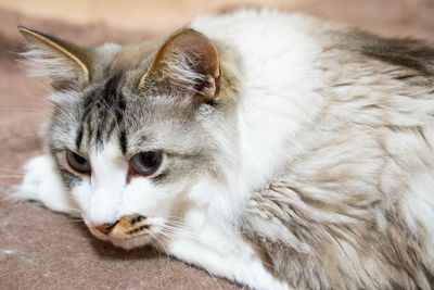 Close-up of a cat looking away