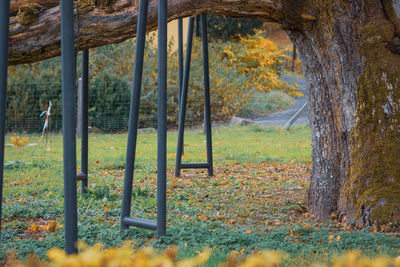 Trees in forest during autumn