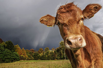 Close-up of cow standing in a field