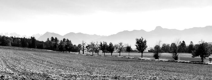 Trees on field against sky