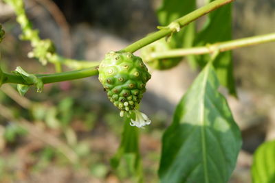 Close-up of green flowering plant