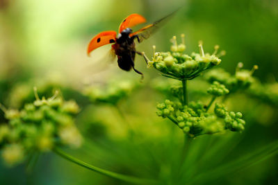 Close-up of flying ladybug 