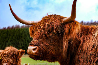 Close-up of cow on field against sky