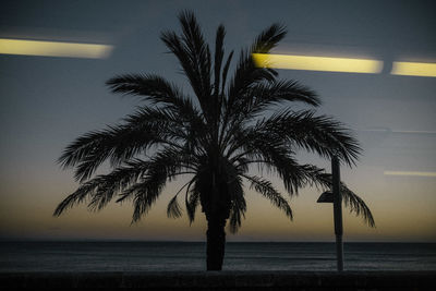 Silhouette palm tree by sea against sky