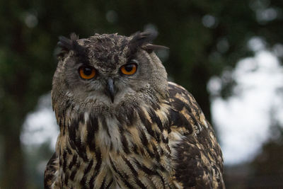 Close-up portrait of owl