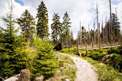 Footpath amidst trees in forest against sky