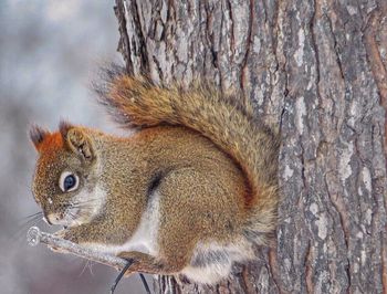 Close-up side view of a squirrel