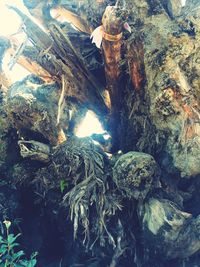 High angle view of tree trunk