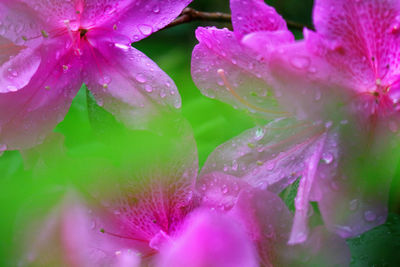 Close-up of raindrops on pink flower