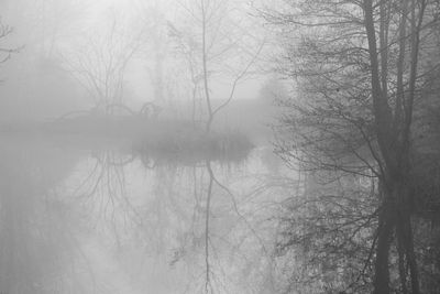 Reflection of bare trees in lake