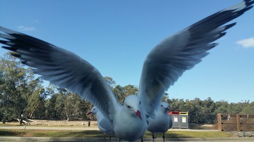 Low angle view of seagulls flying against clear sky