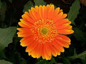 Close-up of orange flower