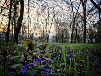 Purple flowers growing on tree