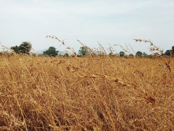 Scenic view of wheat field against clear sky