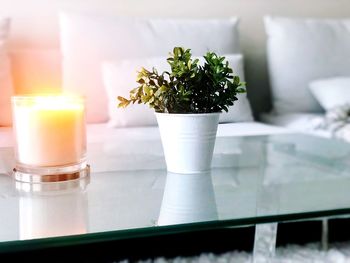 Close-up of potted plant on table