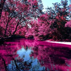 Reflection of trees in lake