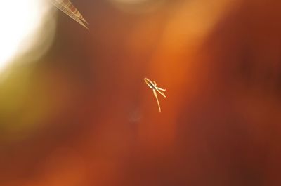 Close-up of spider on web