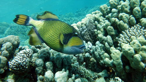 Colorful tropical fish on a coral reef, amazingly beautiful fairy world. in the coral gardens .