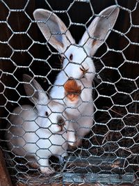 Close-up of bird in cage